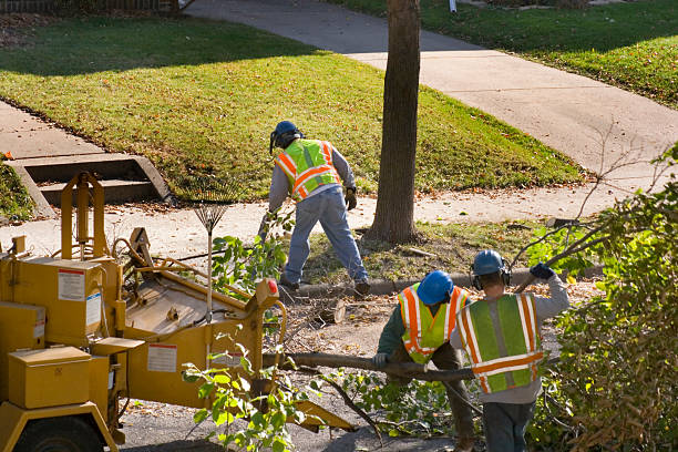 Best Tree Trimming and Pruning  in USA